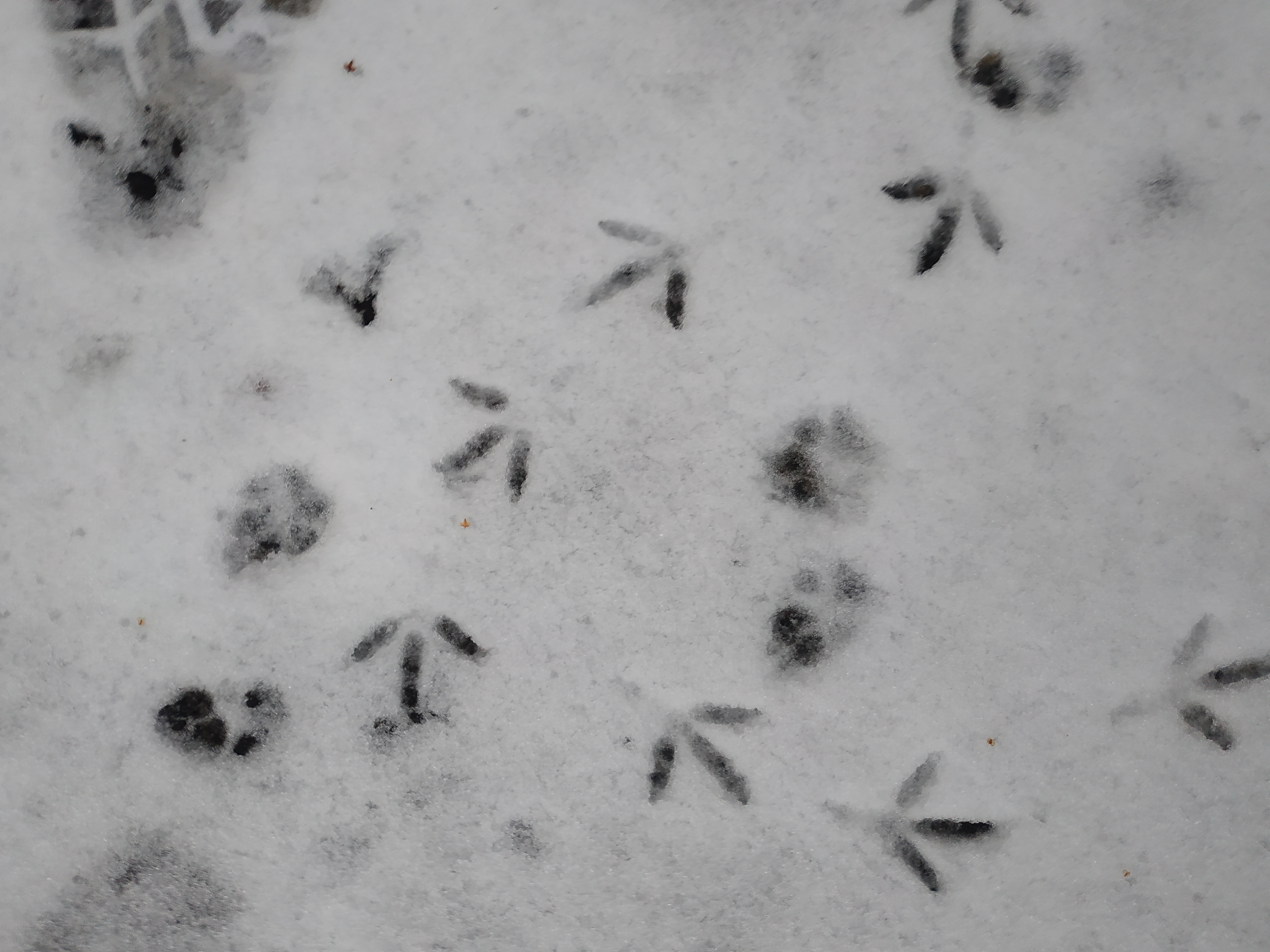 Следы на снегу