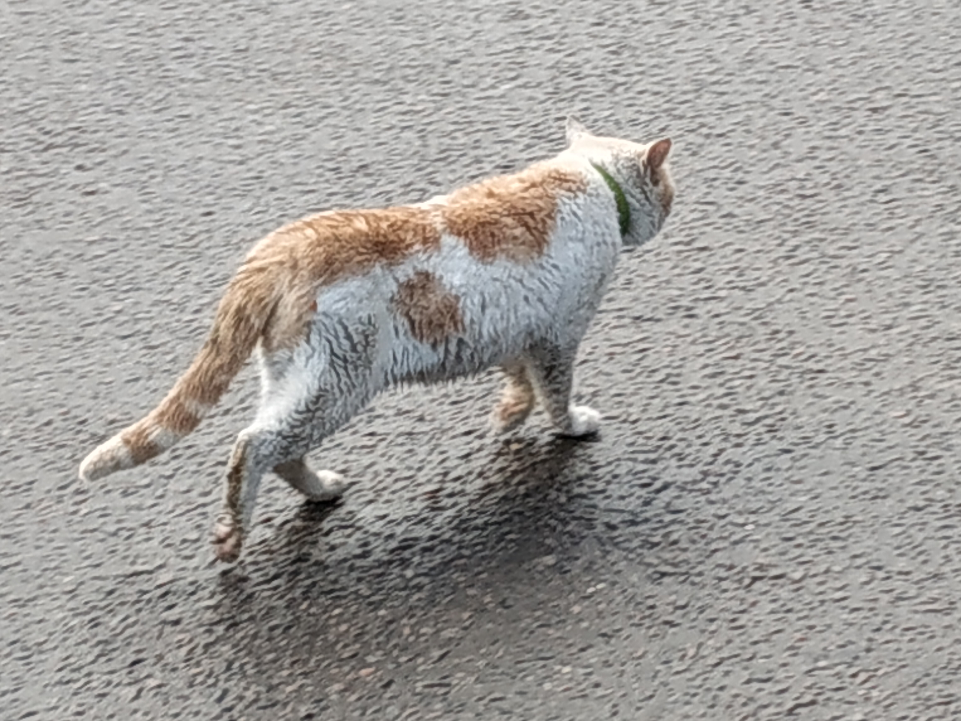 кот Российской Федерации