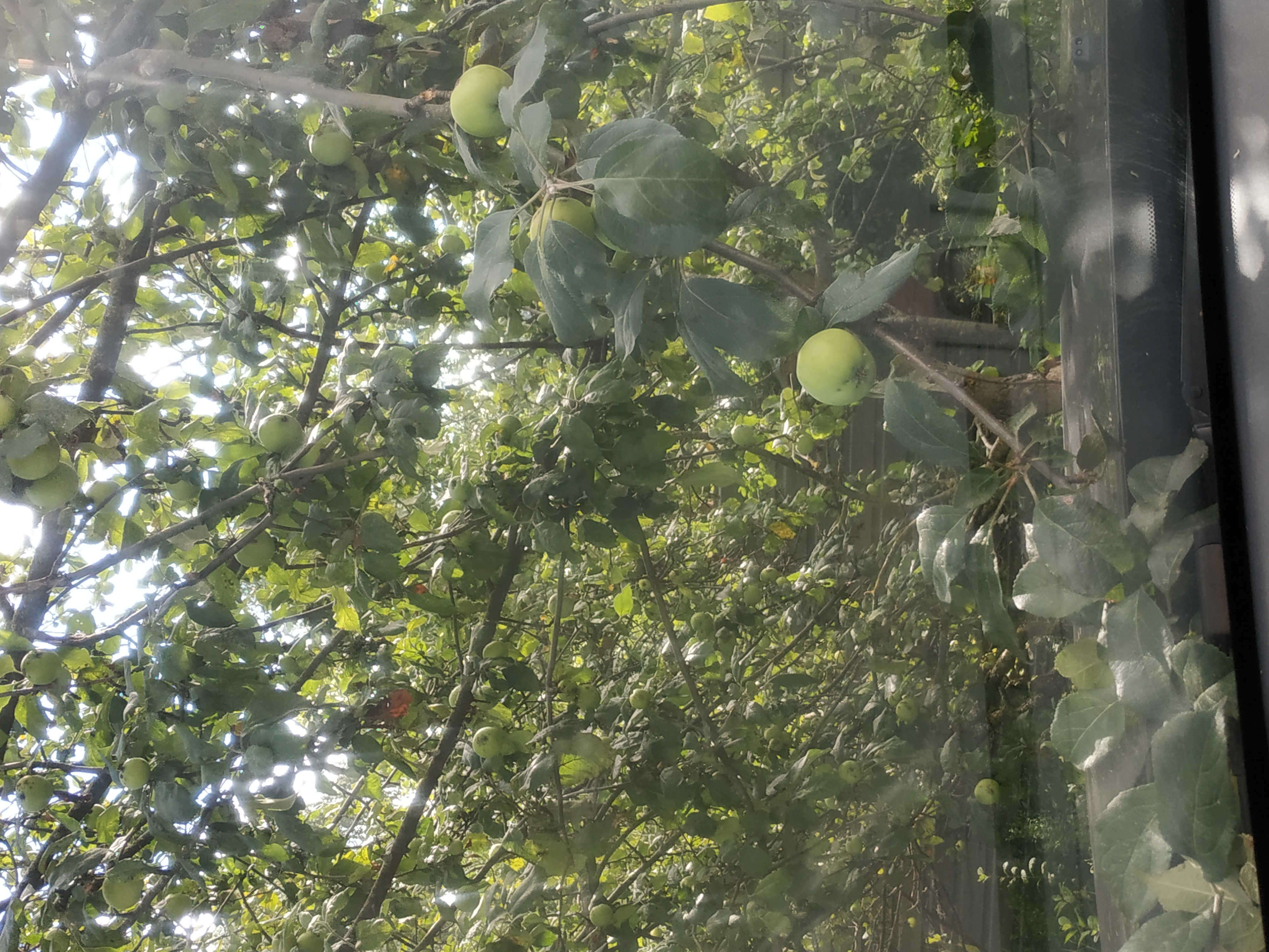 Яблоки, как сейчас зимой это трогательно, когда их видишь не только в 