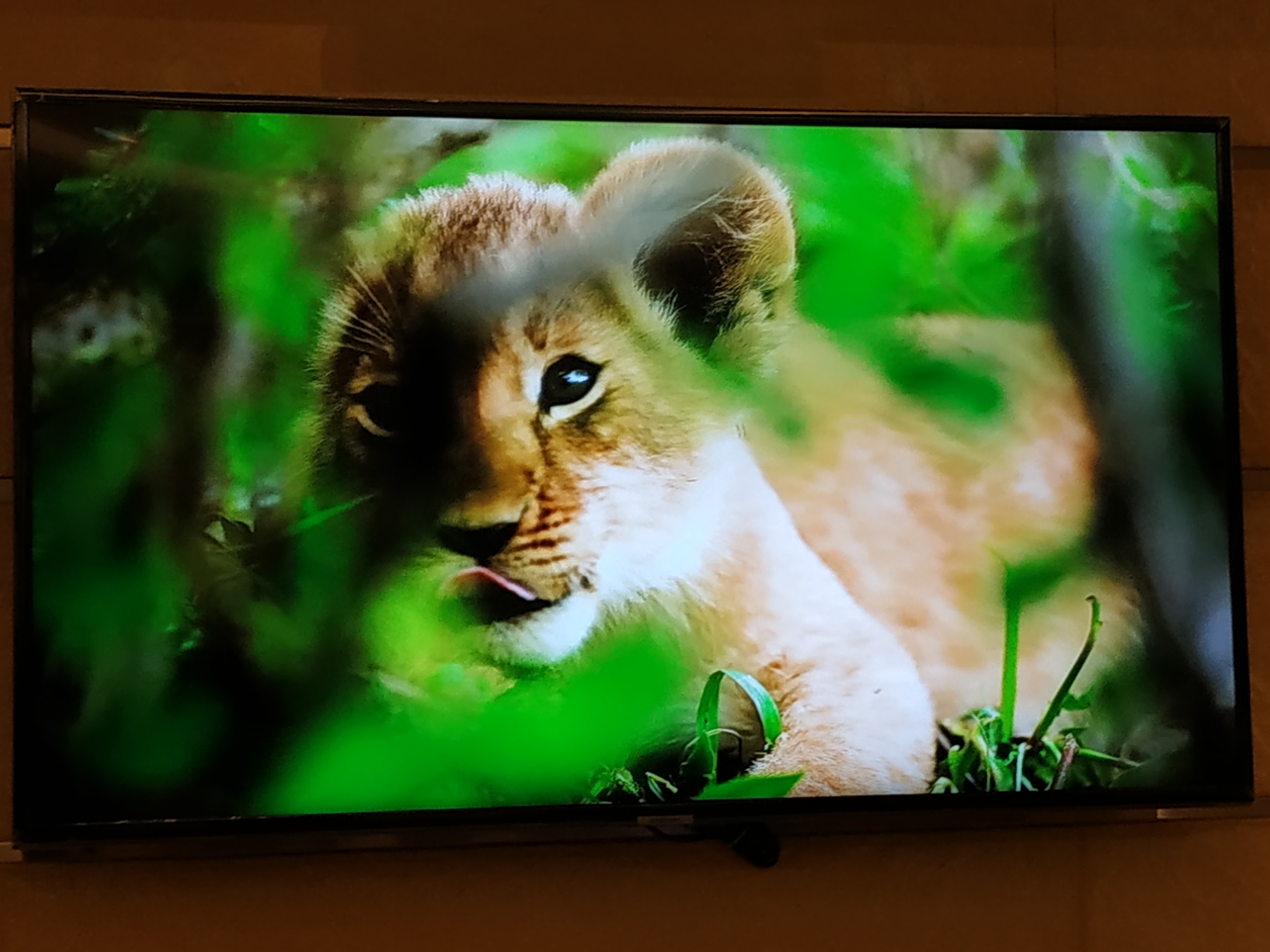 Львёночек лежит