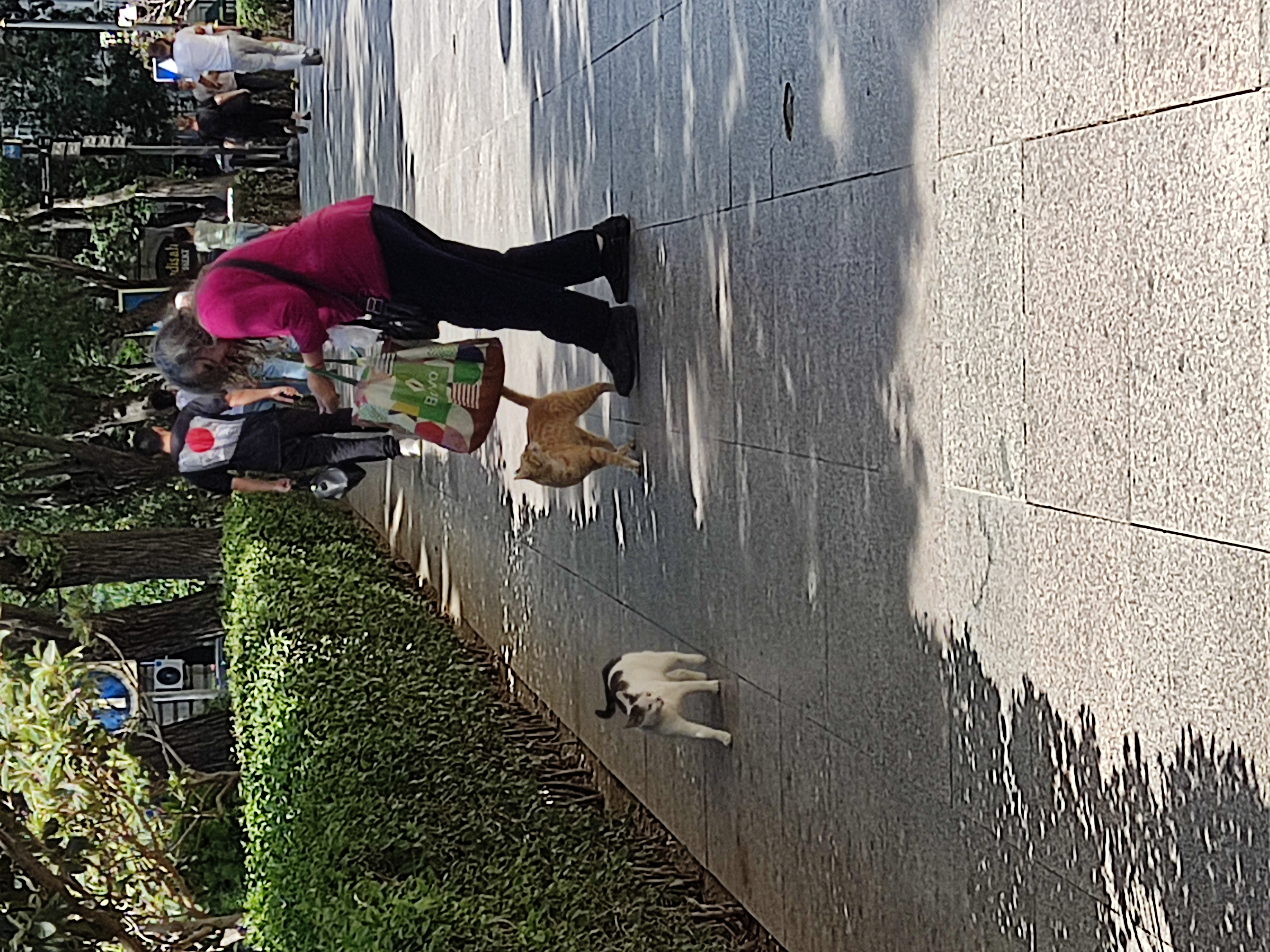 Ах вы, мои котики