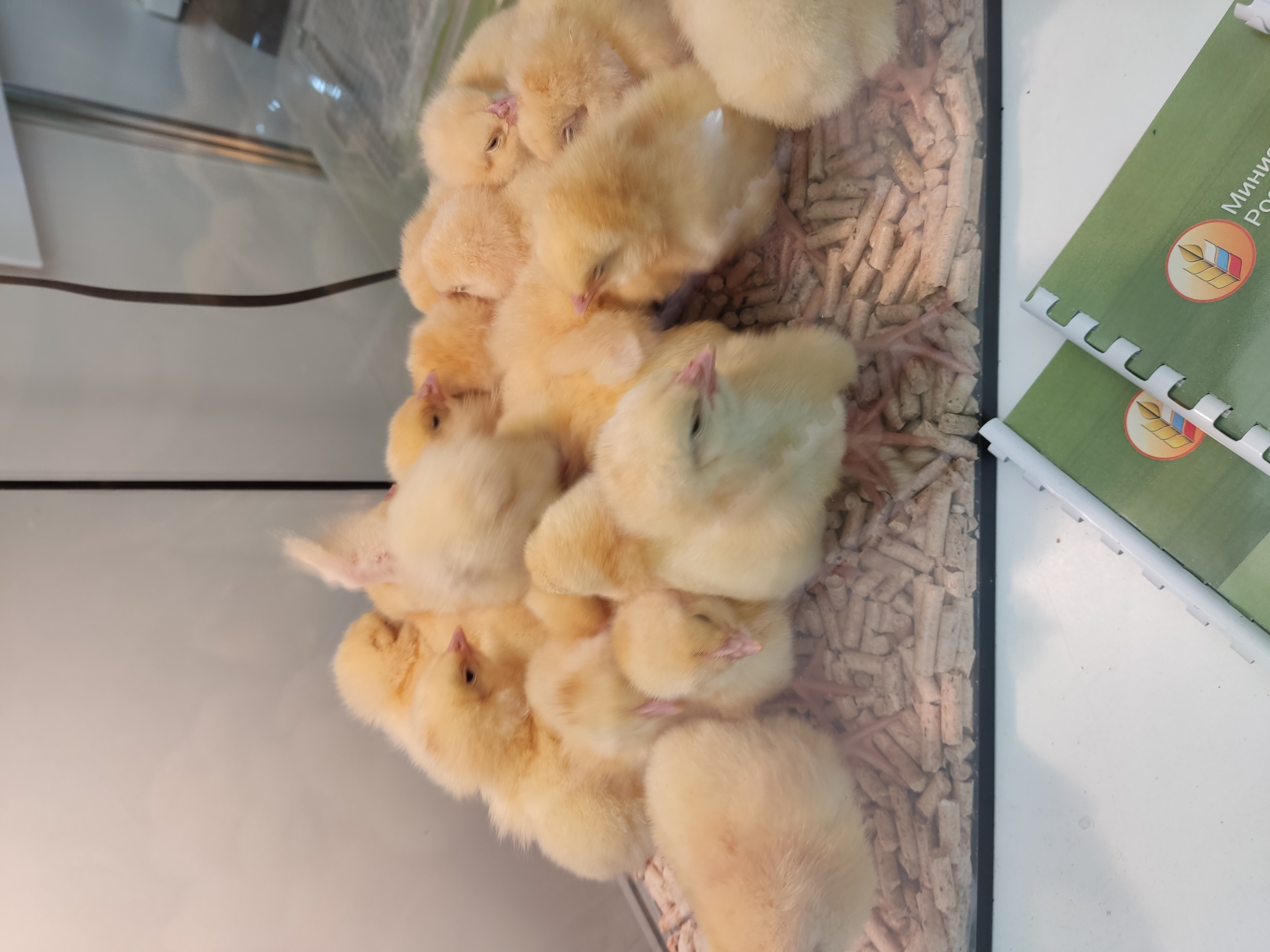 цып цып цып , мои цыплятки