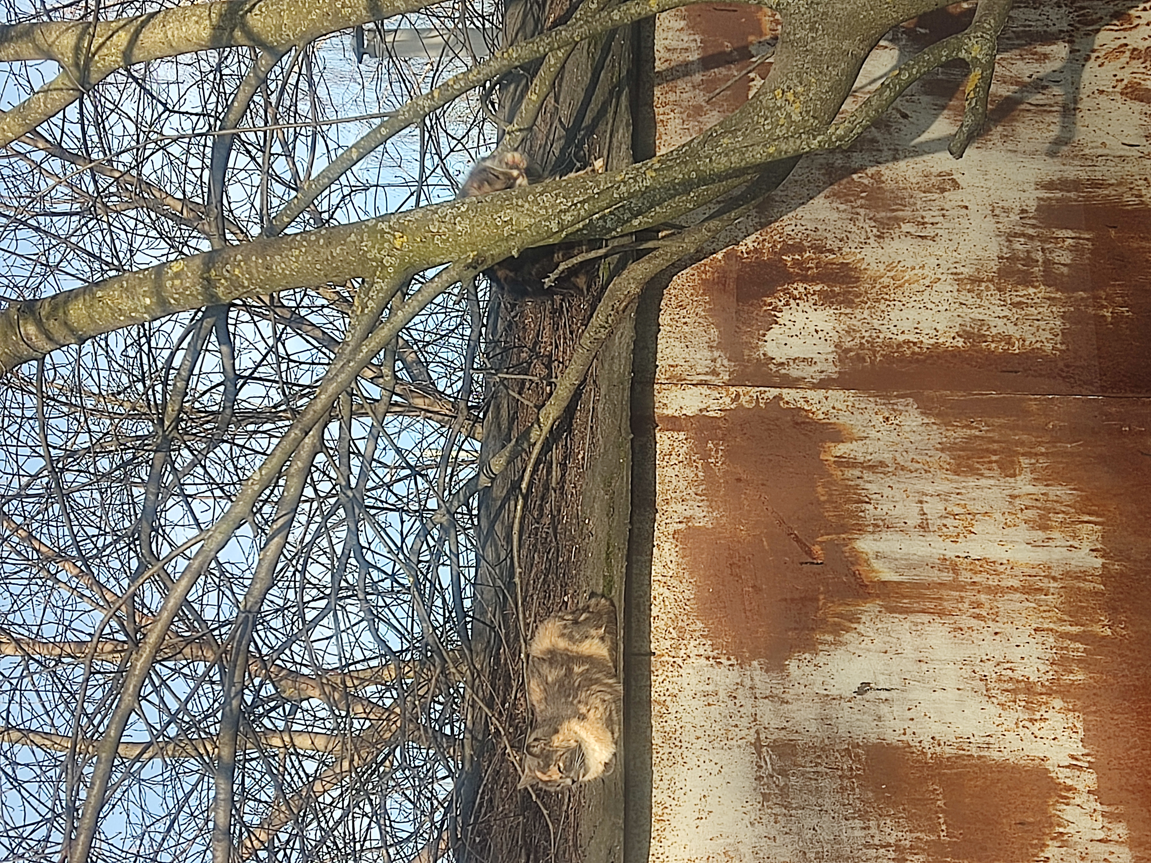 Кот на крыше старого горожа греется на солнце