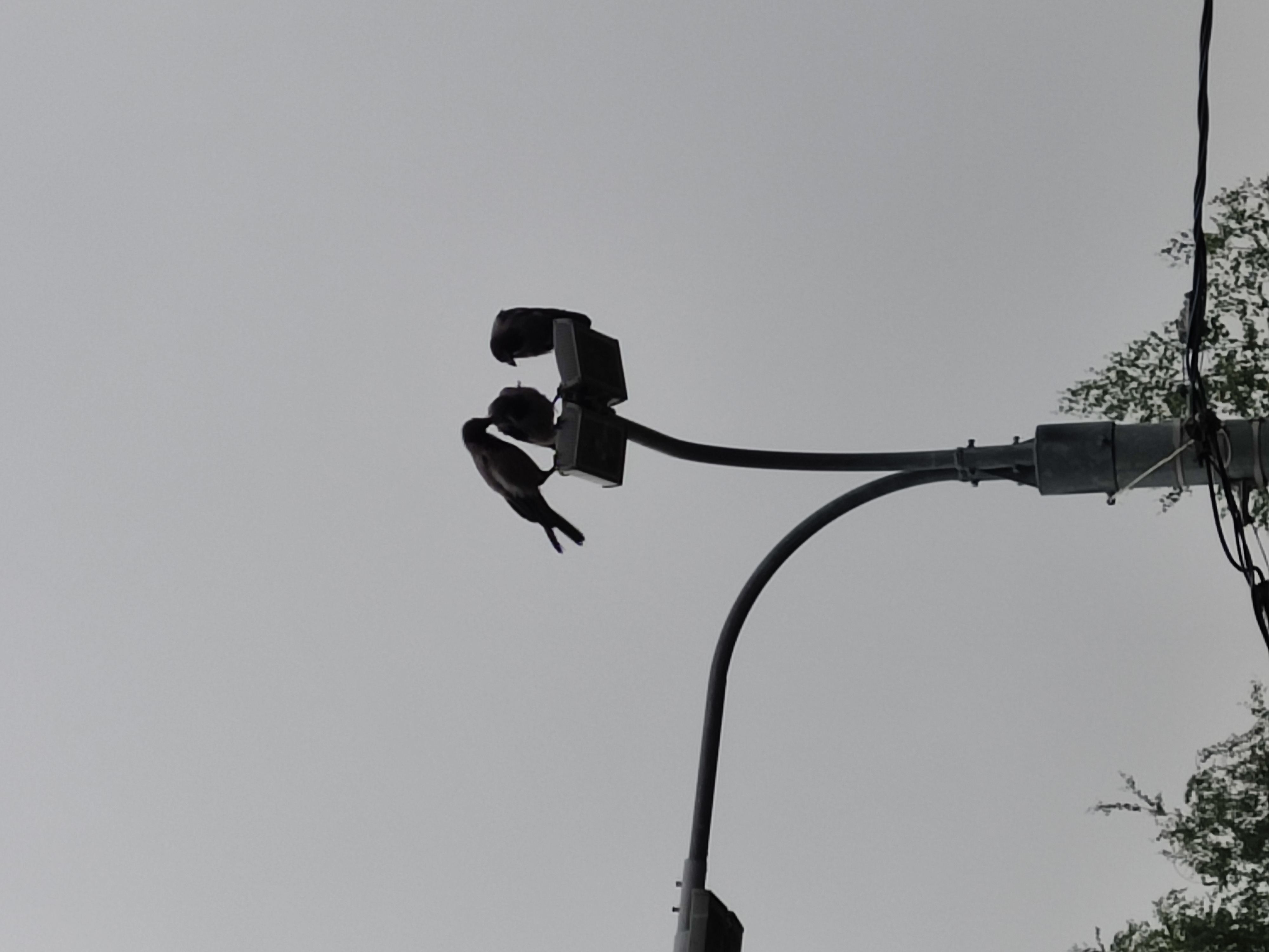 Вороны-Москвички