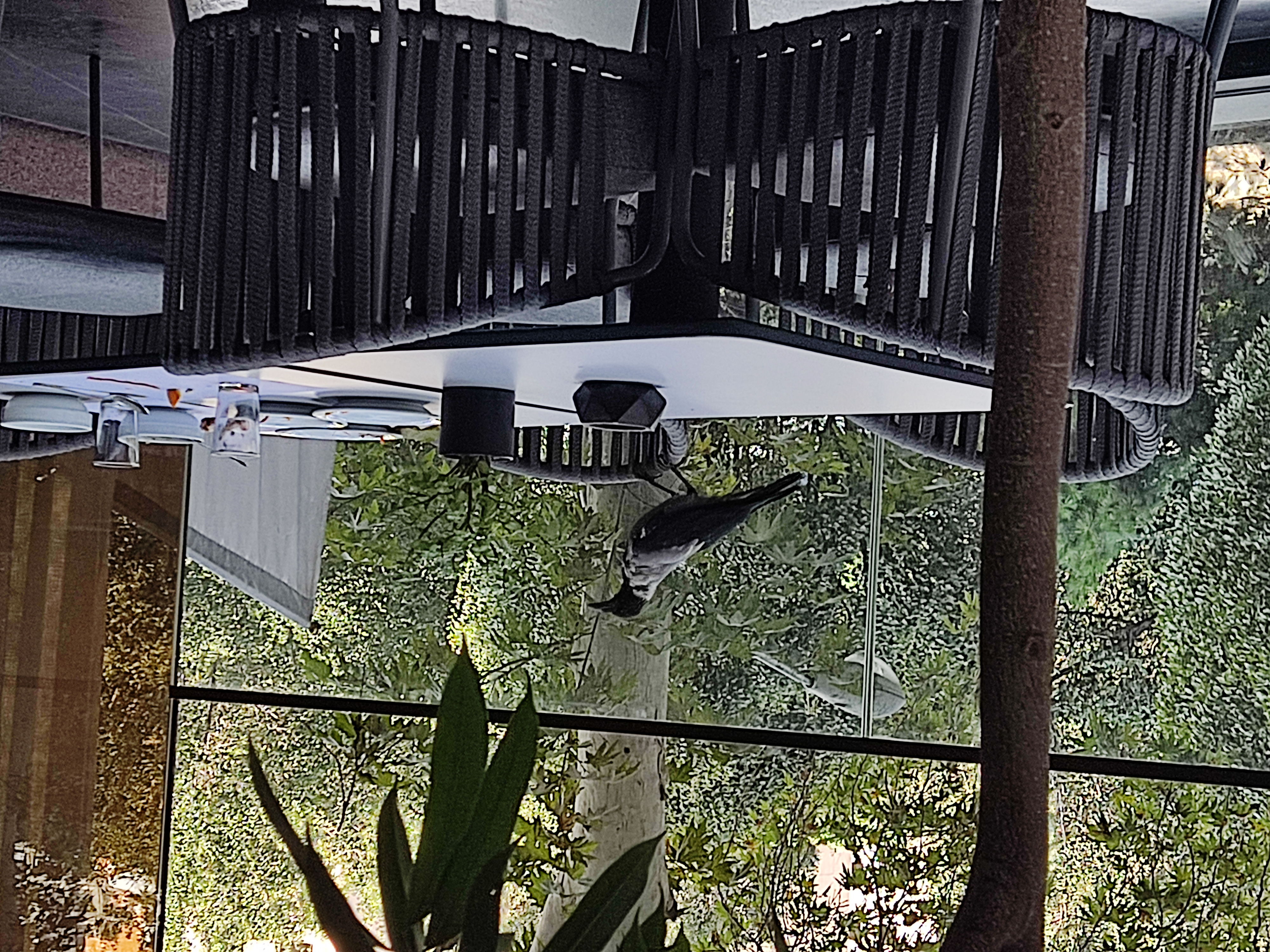 Каррр- каррр, какой кошмарррр! Корррова заблудилаь, в болото провалила