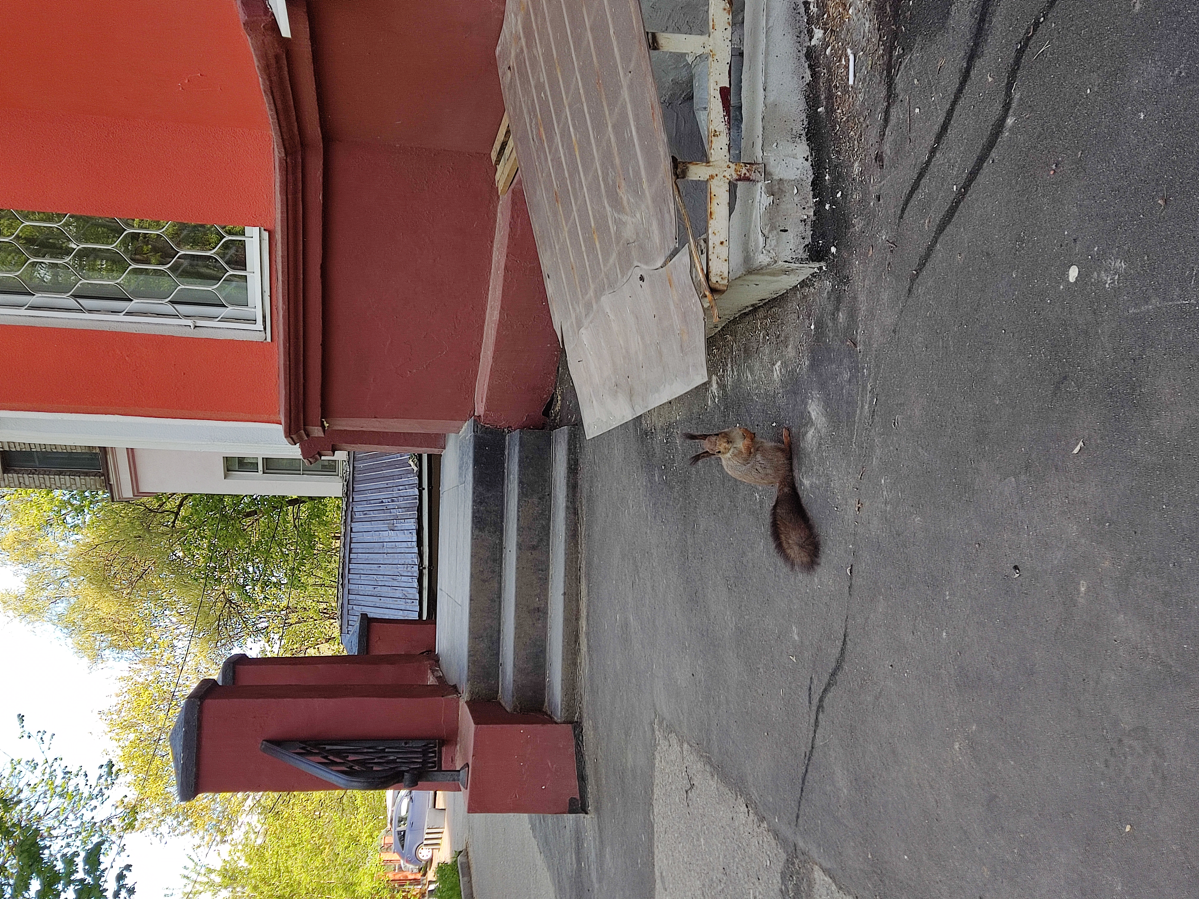 Белочка кого то ждет у входа в аптеку