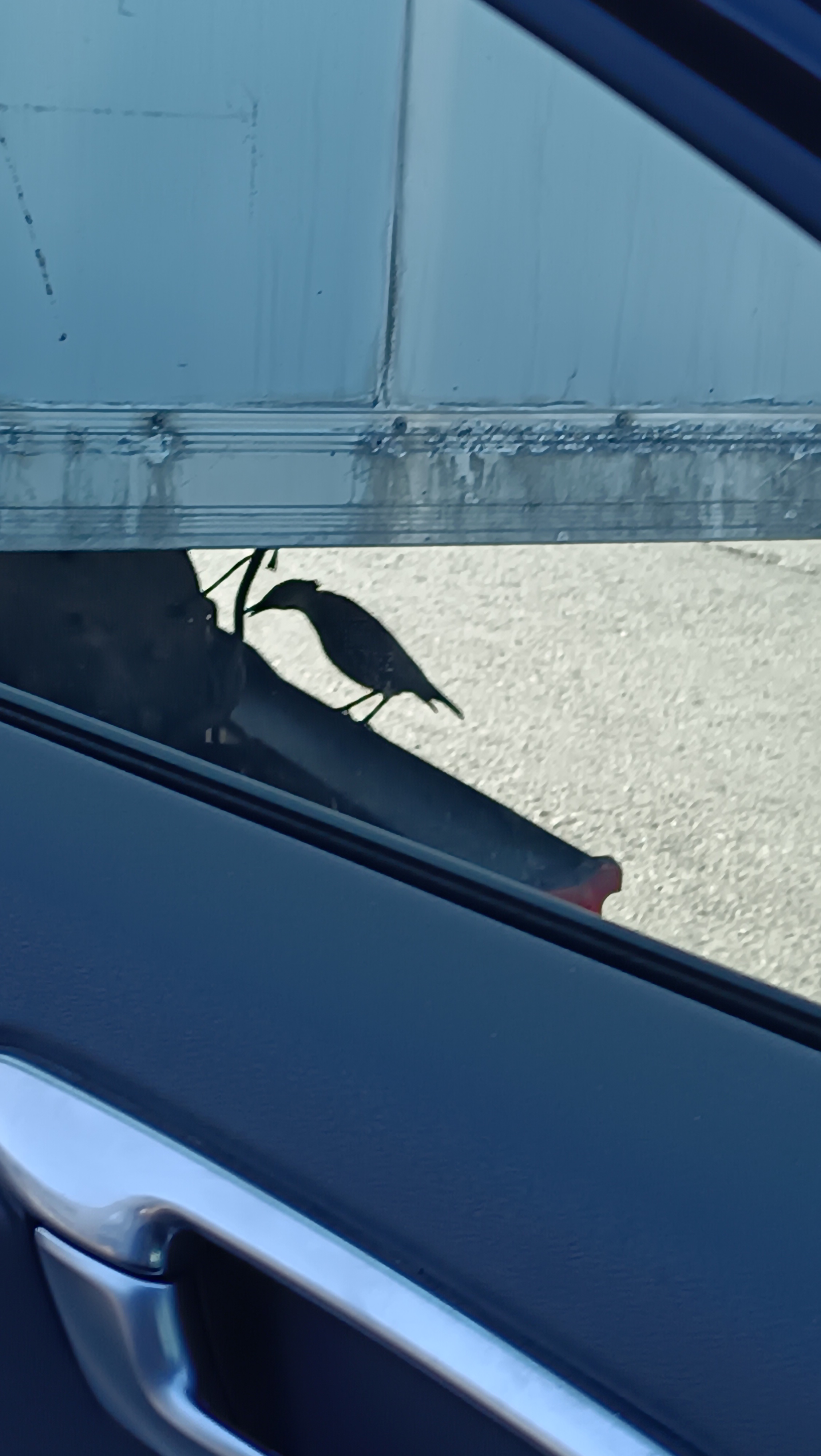 Ворует пшеницу