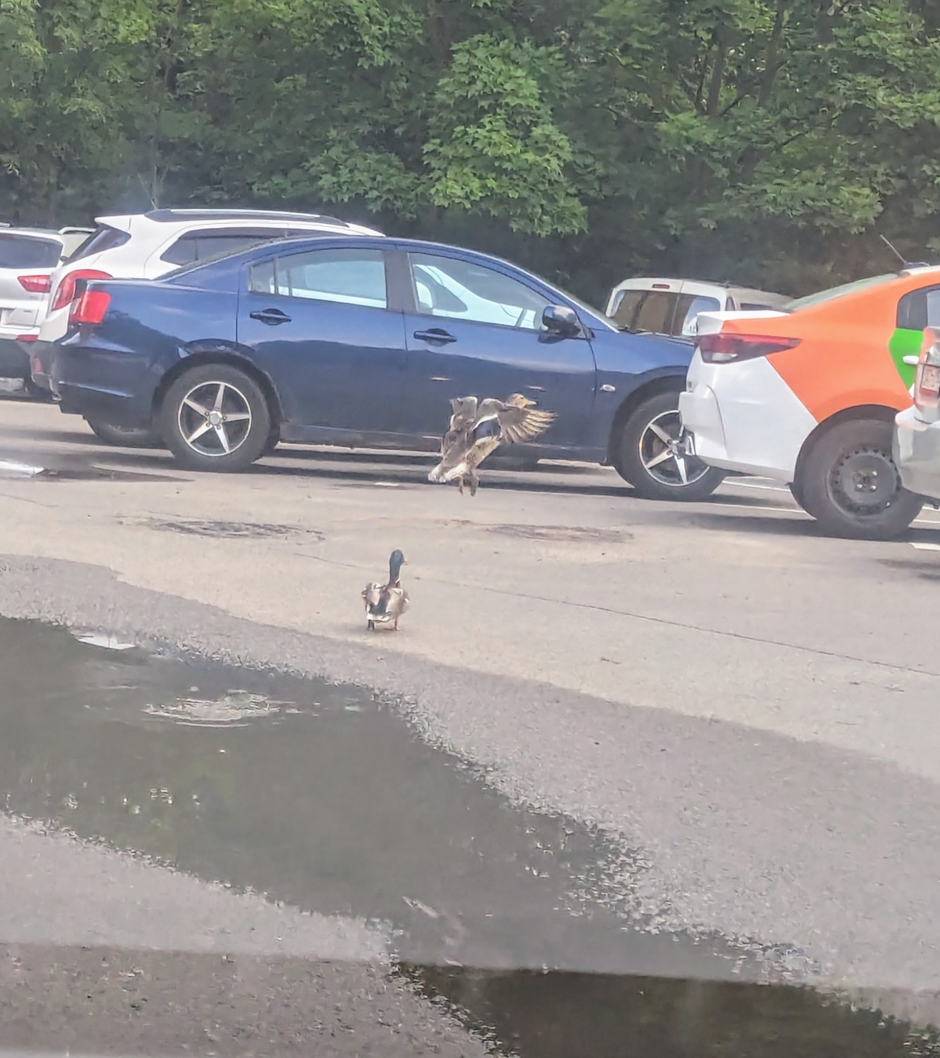 Красивая птица гуляет по летней Москве