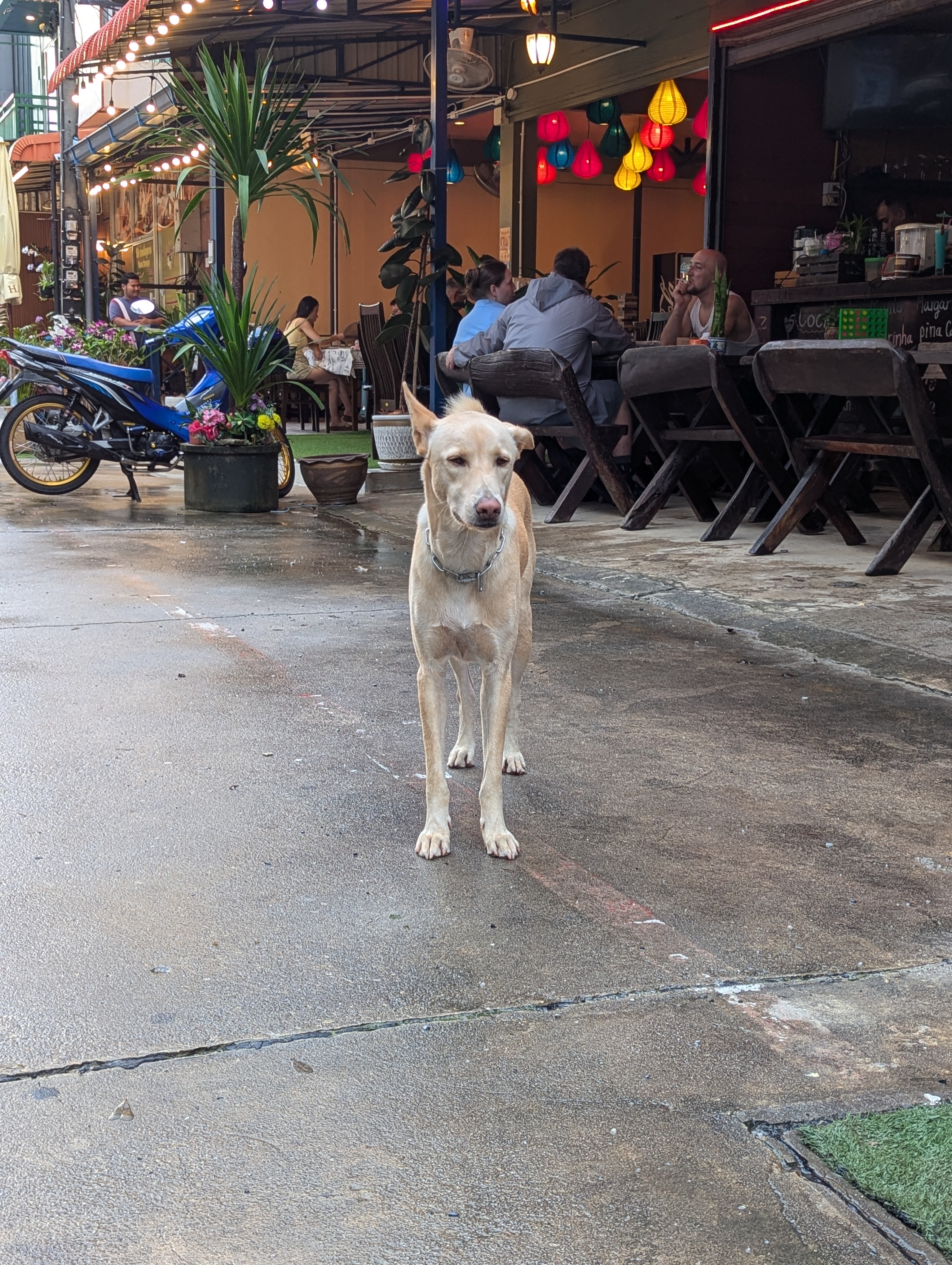 Собачка на улице Тайланда