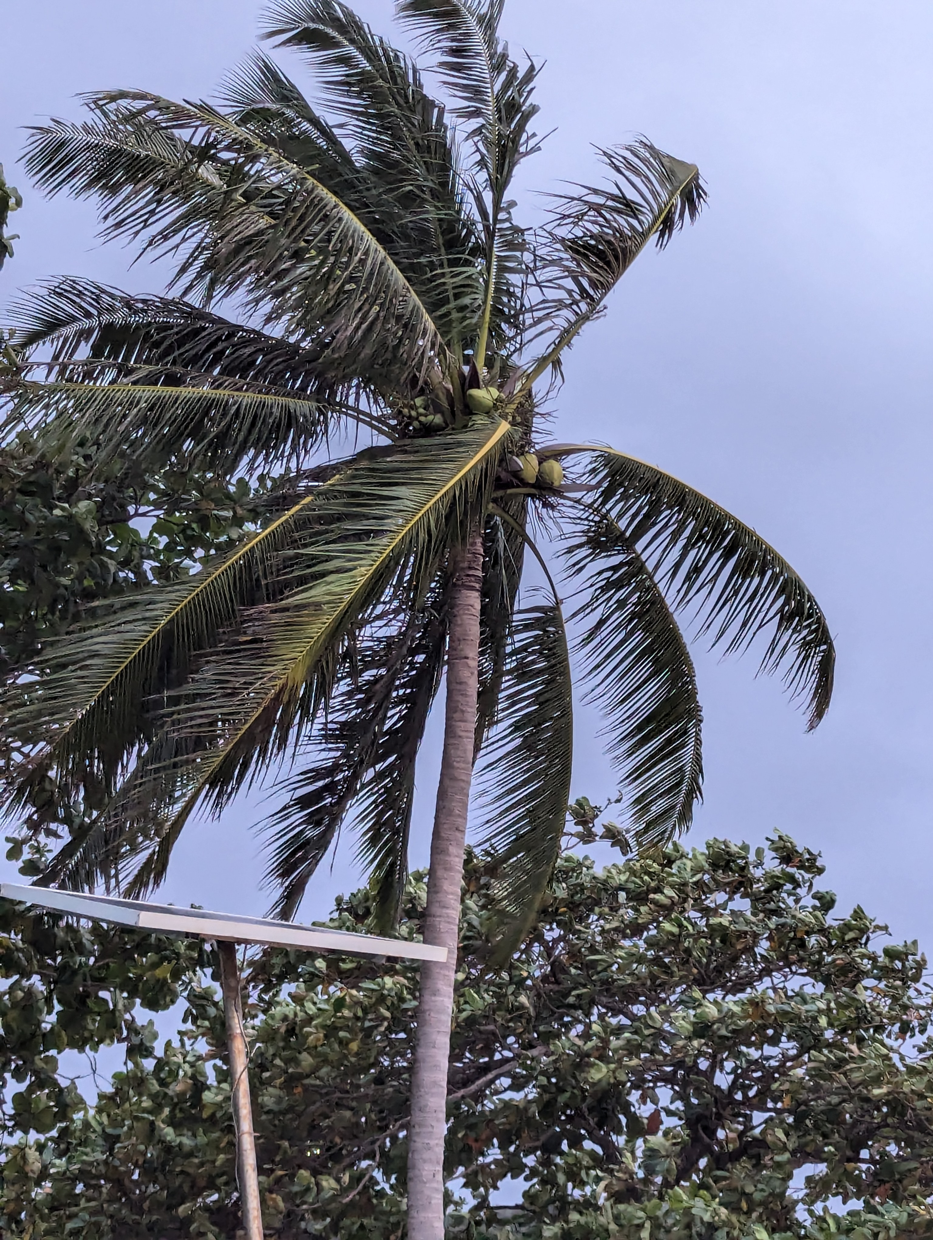 Тайландская пальма на ветру