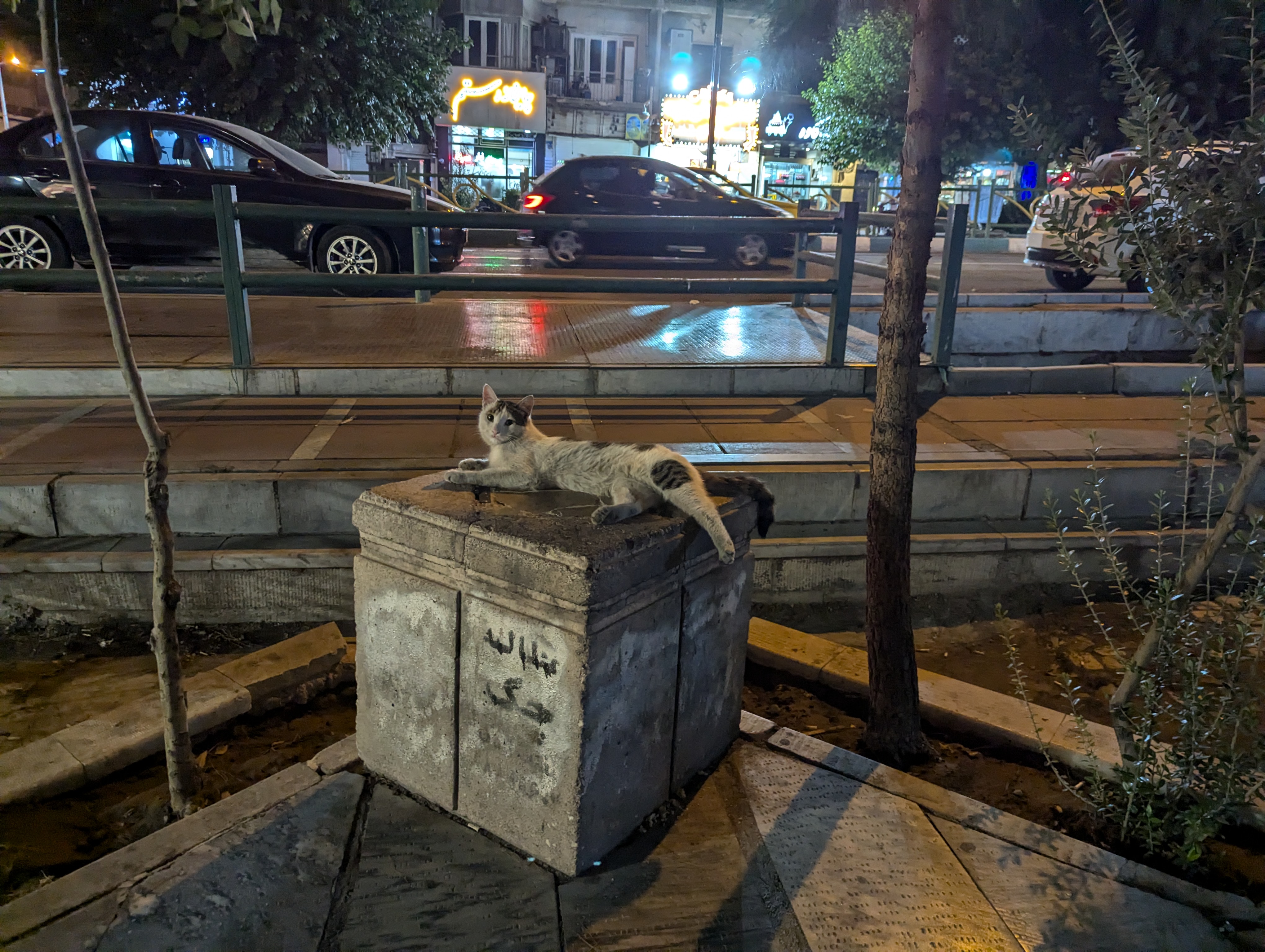 Кот на улице Тегерана