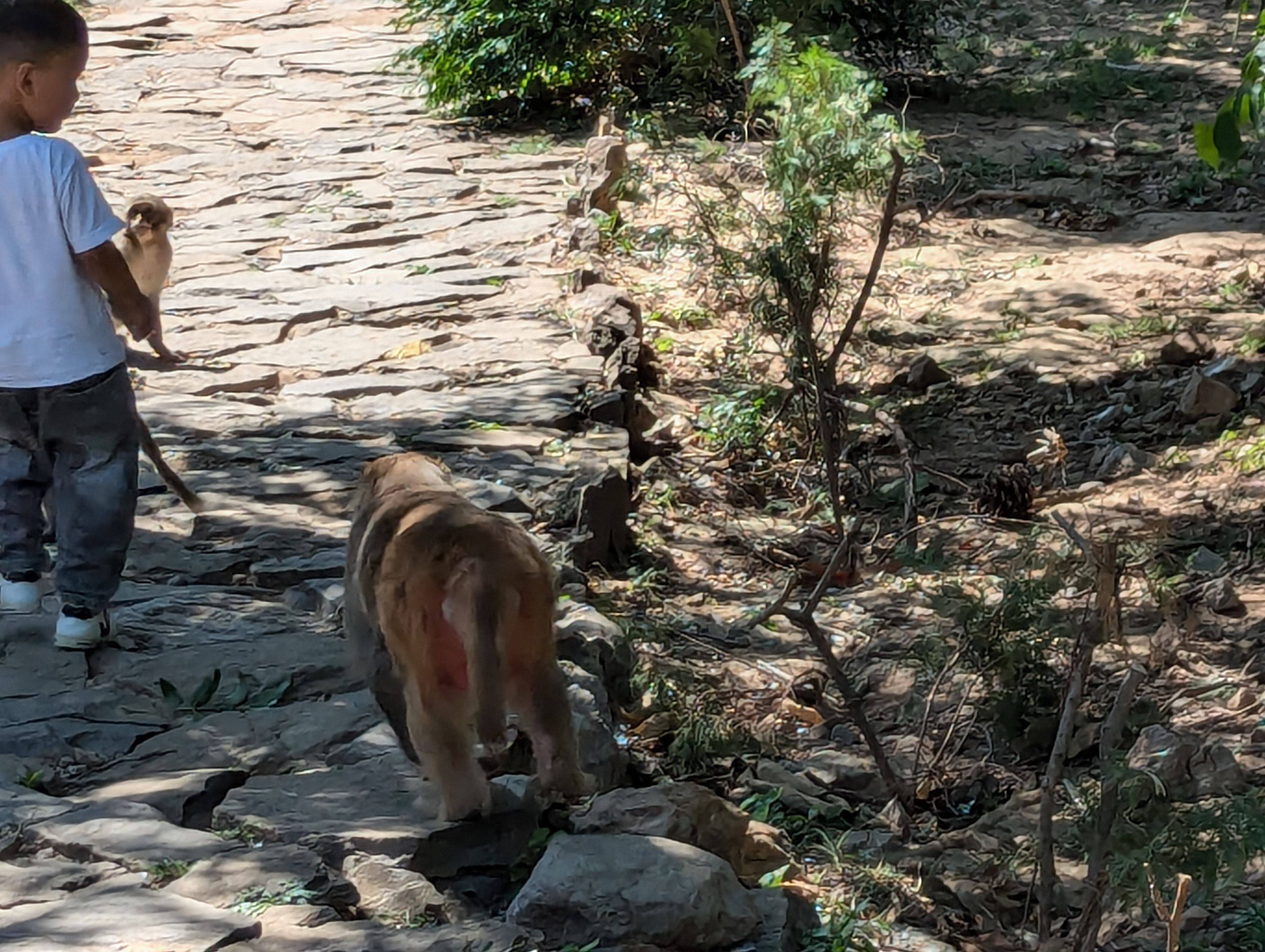 Обезьянка в Пакистане