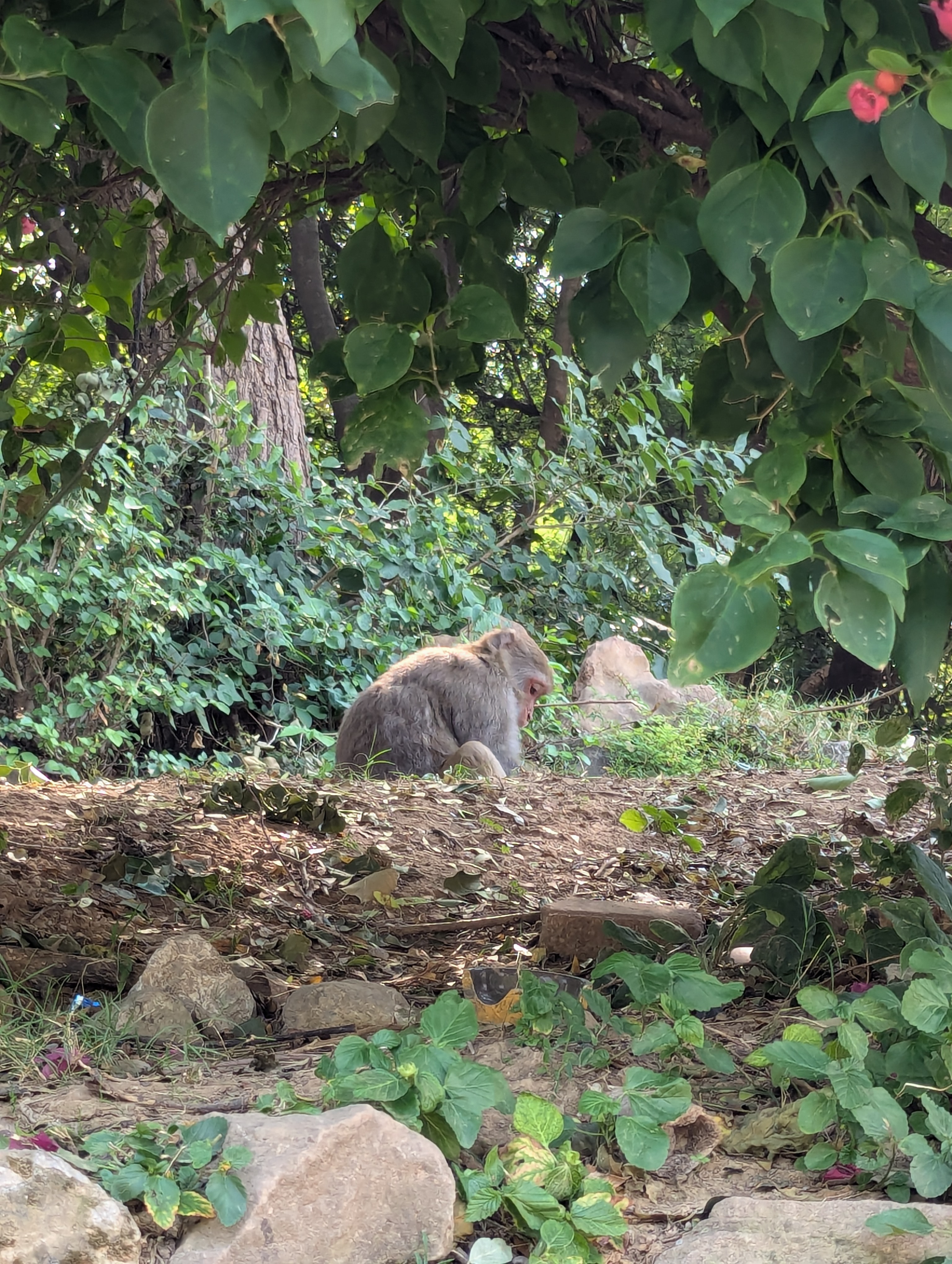 Обезьяна у подножья Гималаев